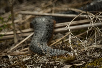 Tasmanian Lowland Copperhead snake, Narawntapu Austrelaps superbus