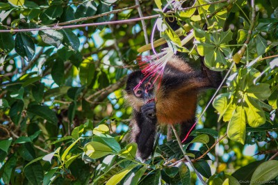 Geoffroy's Spider Monkey, Tortuguero Ateles geoffroyi