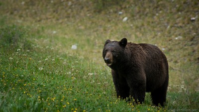 American black bear, Kootenay Ursus americanus, Kootenay