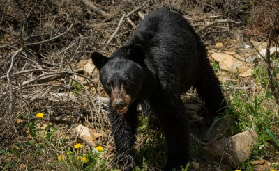 American black bear, Bugaboo Provincial Park Ursus americanus, Bugaboo