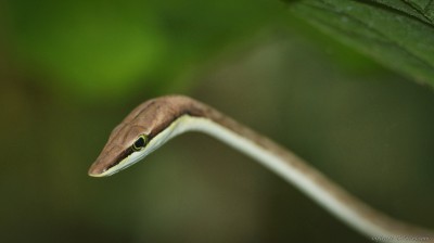 Brown Vine Snake, Costa Rica Oxybelis aeneus