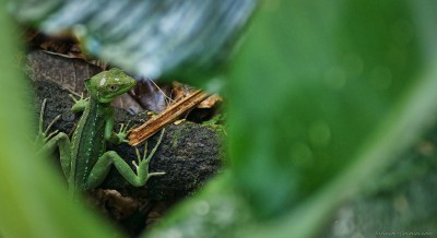 Basilisk Lizard, Refugio Gandoca-Manzanillo Agalychnis callidryas