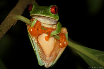 Red-eye Tree Frog - awake Agalychnis callidryas, Punta Cocles