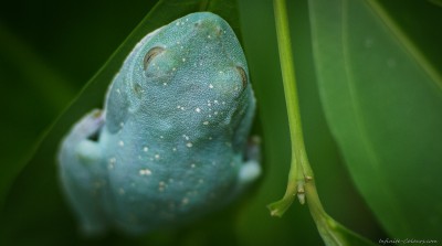 Red-eye Tree Frog - asleep Agalychnis callidryas, Cahuita