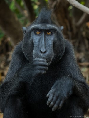 Black Crested Macaque, Tangkoko beach Macaca nigra