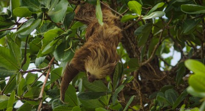 Hoffmann's two-toed sloth, Cahuita Choloepus hoffmanni