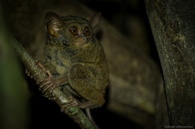 Spectral Tarsier, Tangkoko Tarsius tarsier