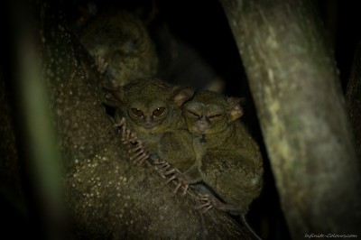 Tarsier family, Tangkoko forest Tarsius spectrum, Tangkoko