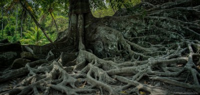 Aerial roots of a giant Banyan tree at Goa Gaja temple, Ubud Bali, Indonesia