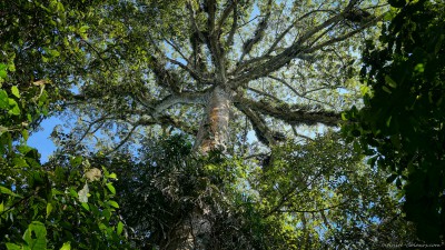 Monteclaro forest giant, Turrialba Costa Rica