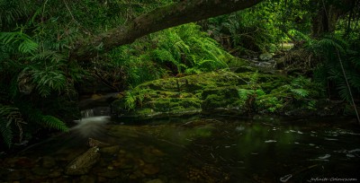 Sony A7 Canon FD TS 35 2.8 Otter Trail rainforest streamOtter Trail rainforest stream photography fotografie