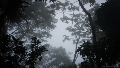 Cloud Forest at Espino Blanco, Turrialba Costa Rica