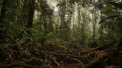 Cloud Forest at Espino Blanco, Turrialba Costa Rica