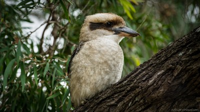 Laughing Kookaburra, Meelup Park Dacelo novaeguineae, Western Australia