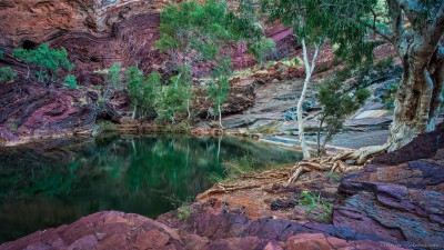 Hamersley Ghost Gums & purple rockHamersley Gorge, Western Australia