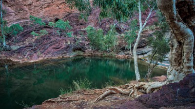 Hamersley Ghost Gums & purple rock walls (II)Karijini National Park, Western Australia