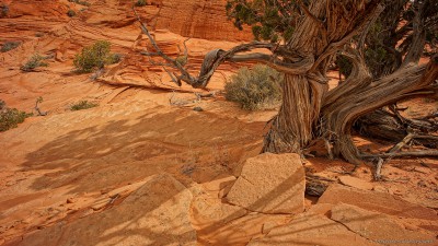 Coyote Buttes cottonwoodParia Plateau, Utah