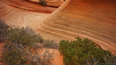 Coyote Buttes South navajo sandstone waveParia Plateau, Utah