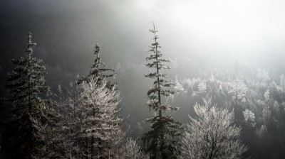 Rauhreif-Baeume-Alpen-Berge-Oberstdorf-Allgäu-Winter-Winter-Wonderland-Winterwonderland-Landschaft-surreal