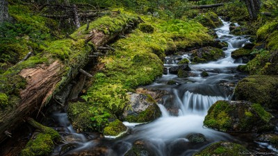 Sony A7 Minolta MD 35-75 3.5 macro Yoho temperate rainforest stream Opabin Plateau, Lake O'Hara Canada rainforest photography fotografie