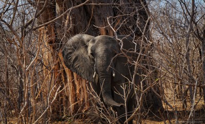 First wild elephant ever Loxodonta africana, Zimbabwe