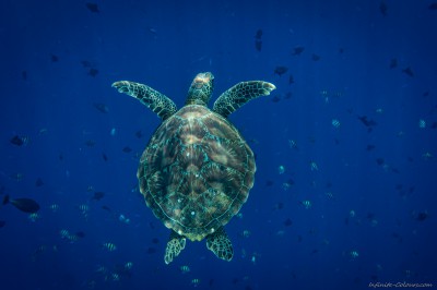 Green sea turtle, Bunaken (I) Chelonia mydas