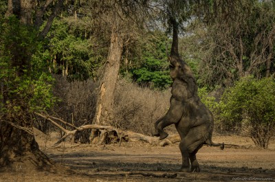 Elephant feeding on acacia tree Loxodonta africana, Mana Pools