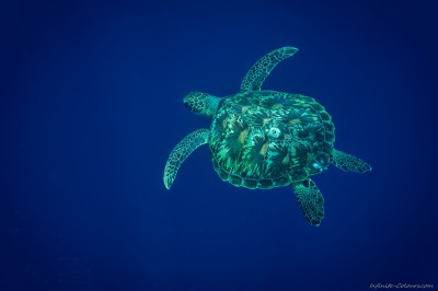 Green sea turtle, Bunaken (II) Chelonia mydas