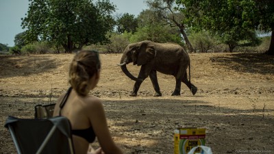 Breakfast with Elephants, Nyamepi Mana Pools, Hurungwe