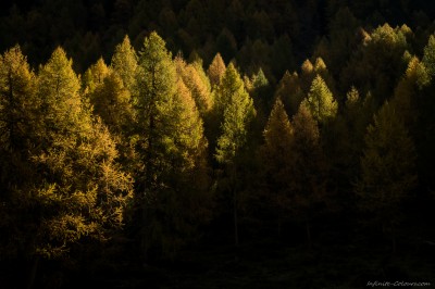 Val-da-camp-herbst-laerchen (1)