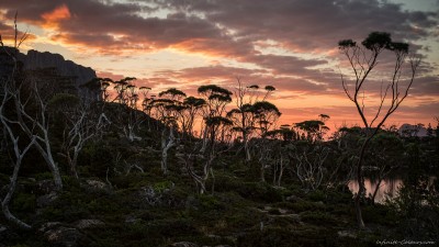 Elysia Eucalypts Sony A7 Minolta MD 35-70 3.5 macro Sunset at Lake Elysia in the Labyrinth, part of Tassie's famous Cradle Mountain nationalpark