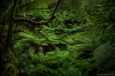 tree fern treefern forest melba gully victoria australia